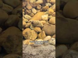 Aquascape Infrastructure for Community Breeding Egg Scattering Fish #aquariums #aquariumshorts #fish