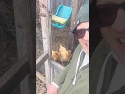 The Benefits of Chicken Tunnels #backyardchickens #raisingchickens #shorts