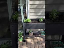 Patio Herb Garden https://amzn.to/4moYoOK