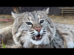 БАРХАННЫЕ КОТЯТА ПОТЕРЯЛИСЬ / Бобкэт Руфус показал мощь голоса