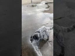 Water Turns Puppy Into Gremlin #dogs