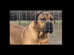 Boerboel | A good boy and a growth spurt