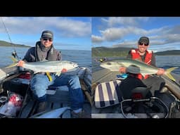 Targeting Kingfish Out Of the 12ft Tinny Kapiti Coast!