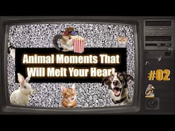 These 3 Animal Moments Will Melt Your Heart ❤️ | Must Watch!