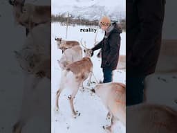 Not the experience I expected 😅🙈 #reindeer #norway #travelshorts