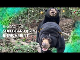 DELICIOUS DELIGHTS: ENRICHING THE LIVES OF SUN BEARS