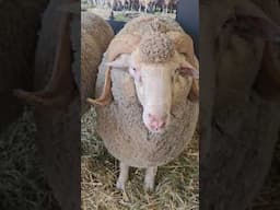 The #1 Reason Merino Sheep Are the Gold Standard of Wool