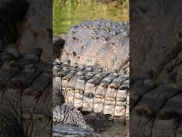 Seven Crocodiles Found Dead in Portmore Sewage Ponds #jamaicanews #wildlife