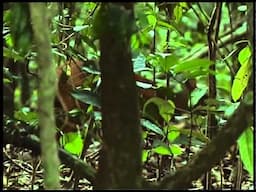 SOS - Save Our Sholas