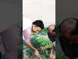 Kadi patte ka tree Garden mein lagaya Aaj #homegardening