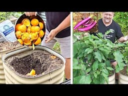 Growing Better Plants with ORANGE PEEL Kitchen Waste!