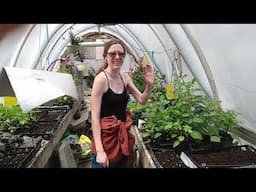 How To Pinch Dahlia Plants And How To Take Dahlia Cuttings