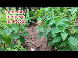 OS MELHORES E MAIS SABOROSOS TEMPEROS DA ROÇA!