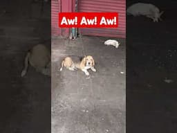Aw!Aw!Aw!
