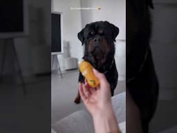 Milo The Rottie in Dubai