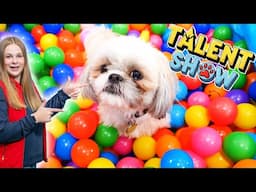 Assistant Has a Talent Show for Her Dogs Wiggles Waggles and Waffles