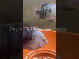 Day 6 after they lay eggs #shortvideo  #shortsfeed  #shorts