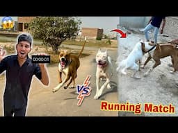 Heavy Bully Dog Badshah Vs Gabbar Badmash😱