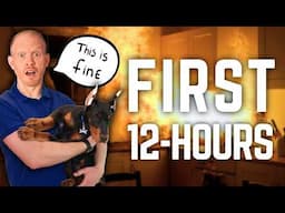 The First 12 Hours With a Doberman Puppy – Instagram LIED!