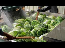 Pickled Chinese Cabbage Mass Production, Pickled Cabbage Pork Hot Pot - Taiwan Food 酸白菜量產, 酸菜白肉鍋製作