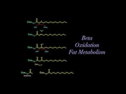 Beta Oxidation and Fatty Acid Metabolism (EVERYTHING YOU NEED TO KNOW FOR BIOCHEMISTRY MCAT)