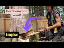 Falling timber , against leans and wind