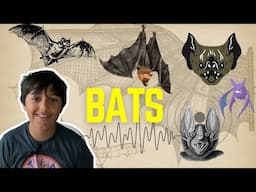 Bats: The Superheroes of the night