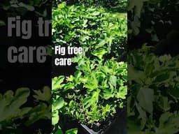 Fig Trees: Tips After Unboxing after Shipment #fig #figtree #figboss #gardeningtips #fruittrees