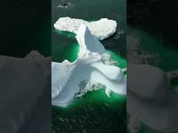 Newfoundland's Iceberg Alley #nature #iceberg #newfoundland