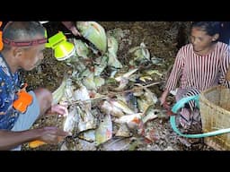 Hari Ke.32 Ribuan Ikan Terdampar Kekeringan di Pulau, Camp Fishing