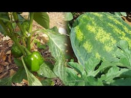 The Best Liquid Fertilizer On The Market// Manniplex From Fersan @newportfersan6006