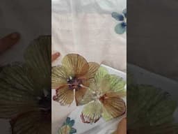 Flower Pounding Hibiscus 🌸 #ecoprinting #diy #art #ecoprint #naturaldye #flowerpound