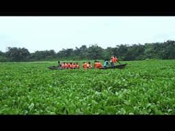 Water Hyacinth