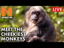 LIVE! 🔴 Monkey Life Marathon!