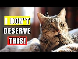 How To Discipline Your Cat (Without Ruining Your Bond)