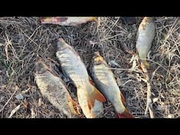 I Throw My Dead Carp Back Into The Water