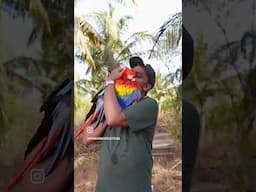 Stunning Scarlet Macaw in Full Glory! | #macaws #ShaikhTanveer #ExoticBirds