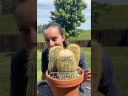 Potting up my cactus aka the beefs 🌵 #cactuslovers #cactuscare