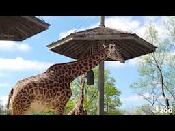 #SixFootSmall Announcement 🦒