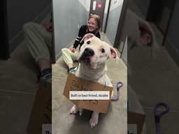 Why You Should Apopt A Pet TODAY!