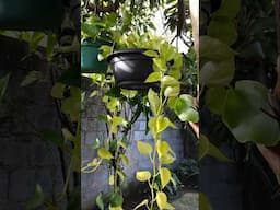 jibóia uma planta linda pra casa e jardim #plantas #shorts #jiboia