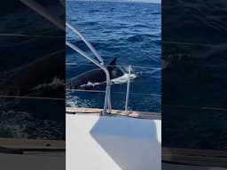 Orca Interaction off the Spanish Coast  - A Killer Whale damages the steering on this Jeanneau 57