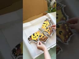 I can’t thank you enough for all of your orders!! #walldecor #butterflies #butterfly #moth