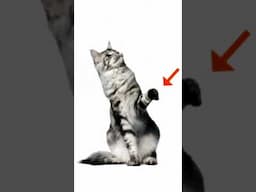 Did You Know Most Cats Are Ambidextrous? | Cats 101 | Animal Planet