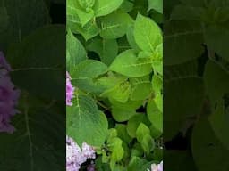 Patiently waiting for hydrangea season ❤️🥰 #gardening #hydrangeas