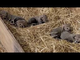 Five cheetah cubs born at Saint Louis Zoo