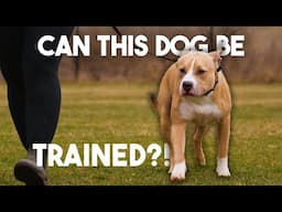 Training Your NEW Rescue Dog NEVER do this! | Part 2
