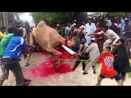 Out of Control Camel Qurbani 2025 #camel #cow #qurbani
