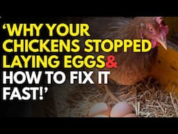 Why Your Chickens Stopped Laying Eggs & How to FIX It FAST!