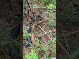 Quite the surprise to find clearing a food plot area 🐍😱